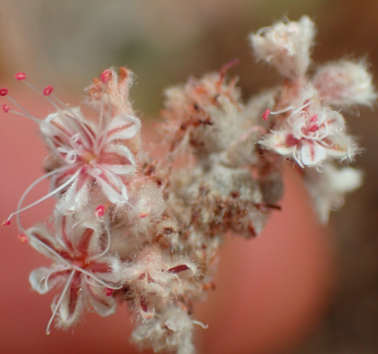 High Resolution Eriogonum cinereum Flower